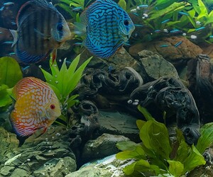 Правильне та продумане перевезення акваріумів